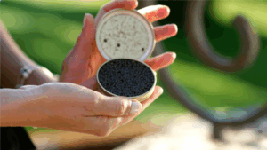 La pisciculture d'esturgeon et le caviar français